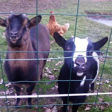 Maison De Ferme Restauree Avec Animaux Admis, Proche Du Cher - Fr-1-489-270 *